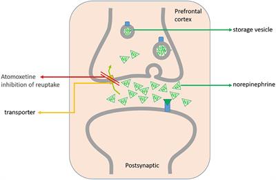 Frontiers The Mechanism Clinical Efficacy Safety and Dosage